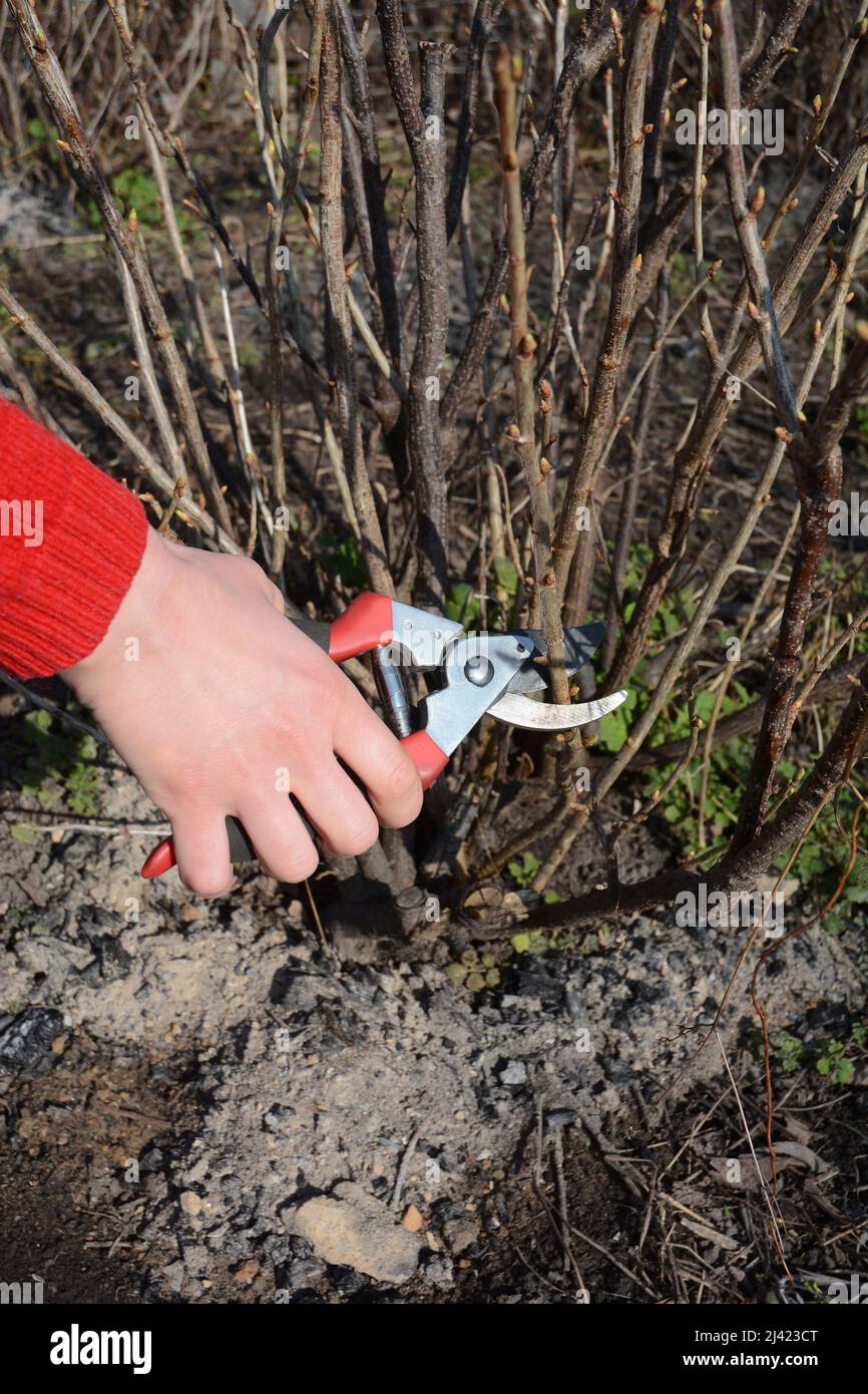 Potatura di un cespuglio di ribes nero. Un primo piano di un giardiniere che taglia, rimuovendo vecchi rami di ribes nero. Foto Stock