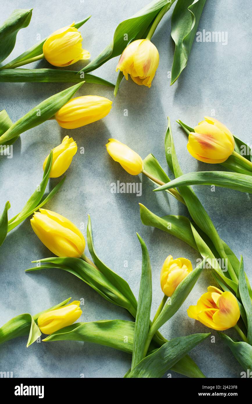 Tulipani su sfondo chiaro Foto Stock