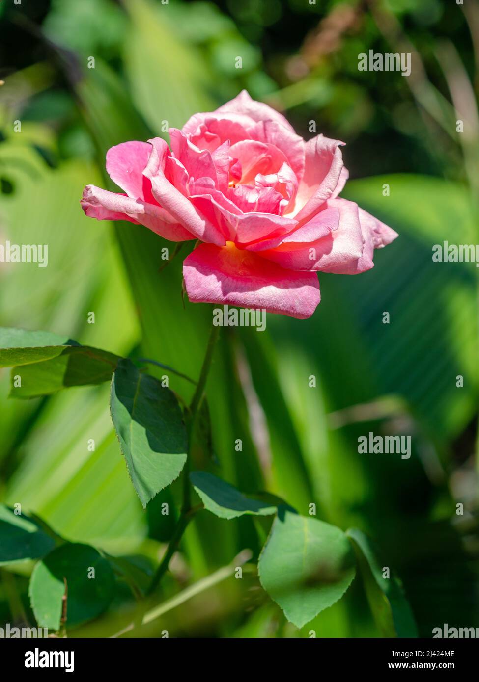 Un roseto rosa aperto con foglie verdi sullo sfondo. Foto Stock