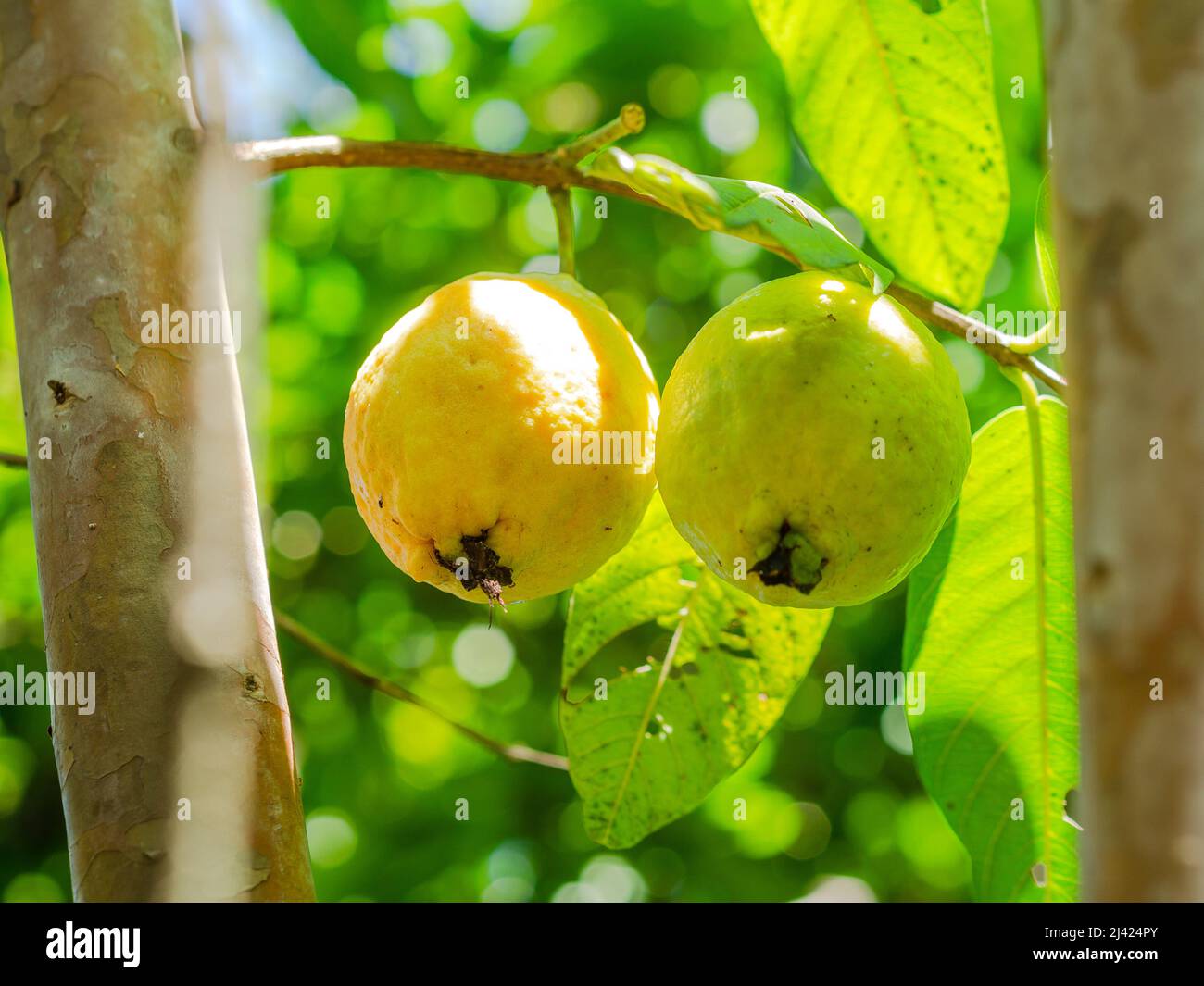 Guava matura nel cespuglio con foglie verdi dietro Foto Stock