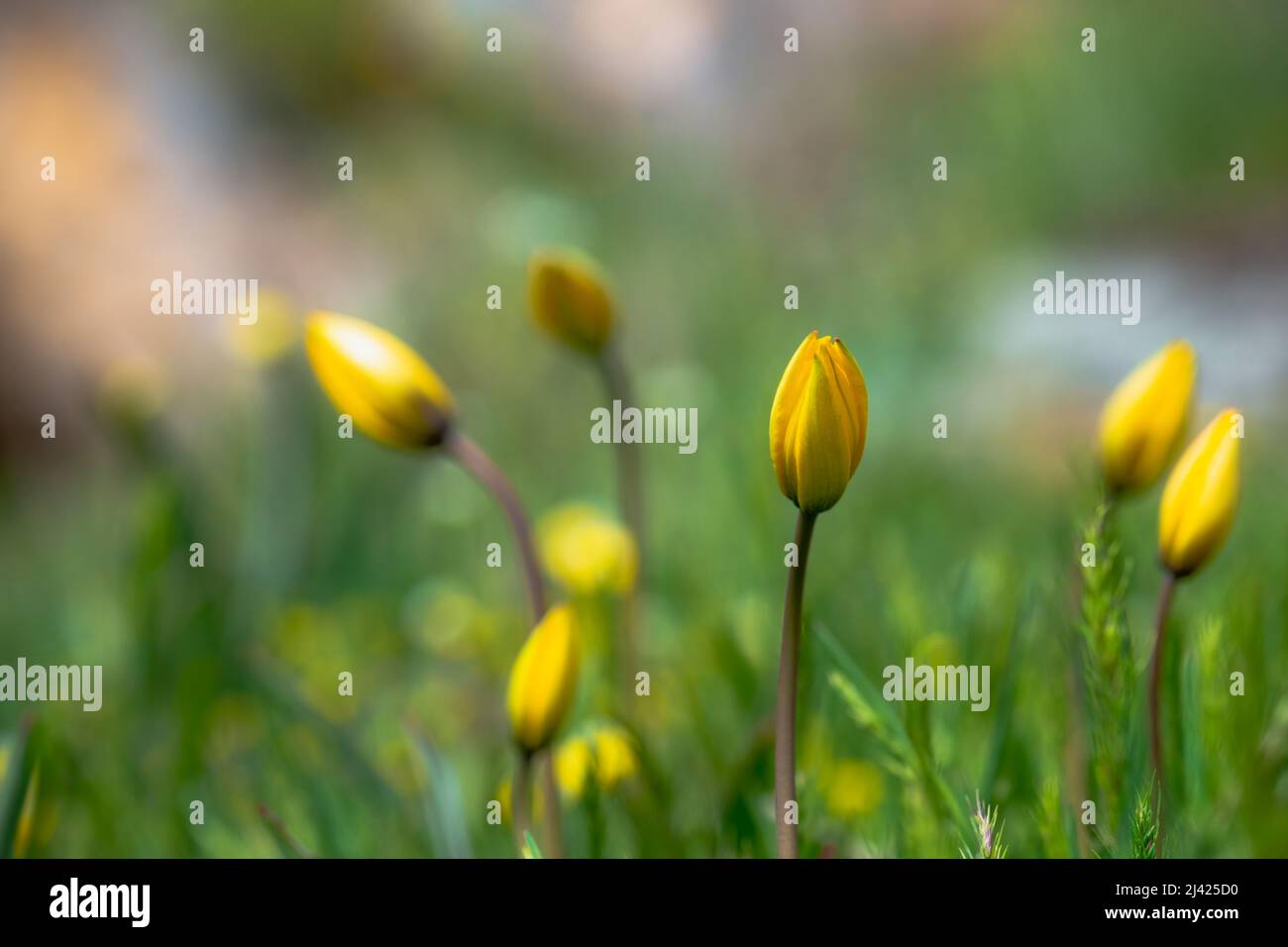Fiore d'erba in morbido fuoco e sfocato con stile vintage per lo sfondo Foto Stock