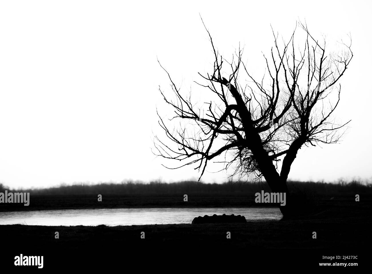 Vecchio pneumatico usato di gomma auto scartato su ecosistema di foresta cruda,inquinamento ambientale. Foto Stock