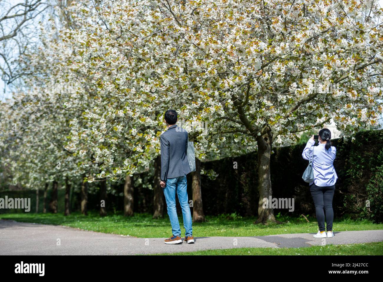 Londra, Regno Unito. 11 aprile 2022. Tempo UK - la gente guarda gli alberi in fiore nel Regent’s Park. La previsione è per il tempo più caldo durante il fine settimana di Pasqua, con temperature che toccano 20C. Credit: Stephen Chung / Alamy Live News Foto Stock