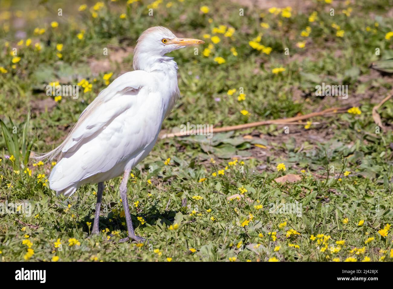 Un'airone (bubulcus ibis), una specie cosmopolita di airone (famiglia Ardeidae) che si trova nelle zone tropicali, subtropiche e temperate calde Foto Stock