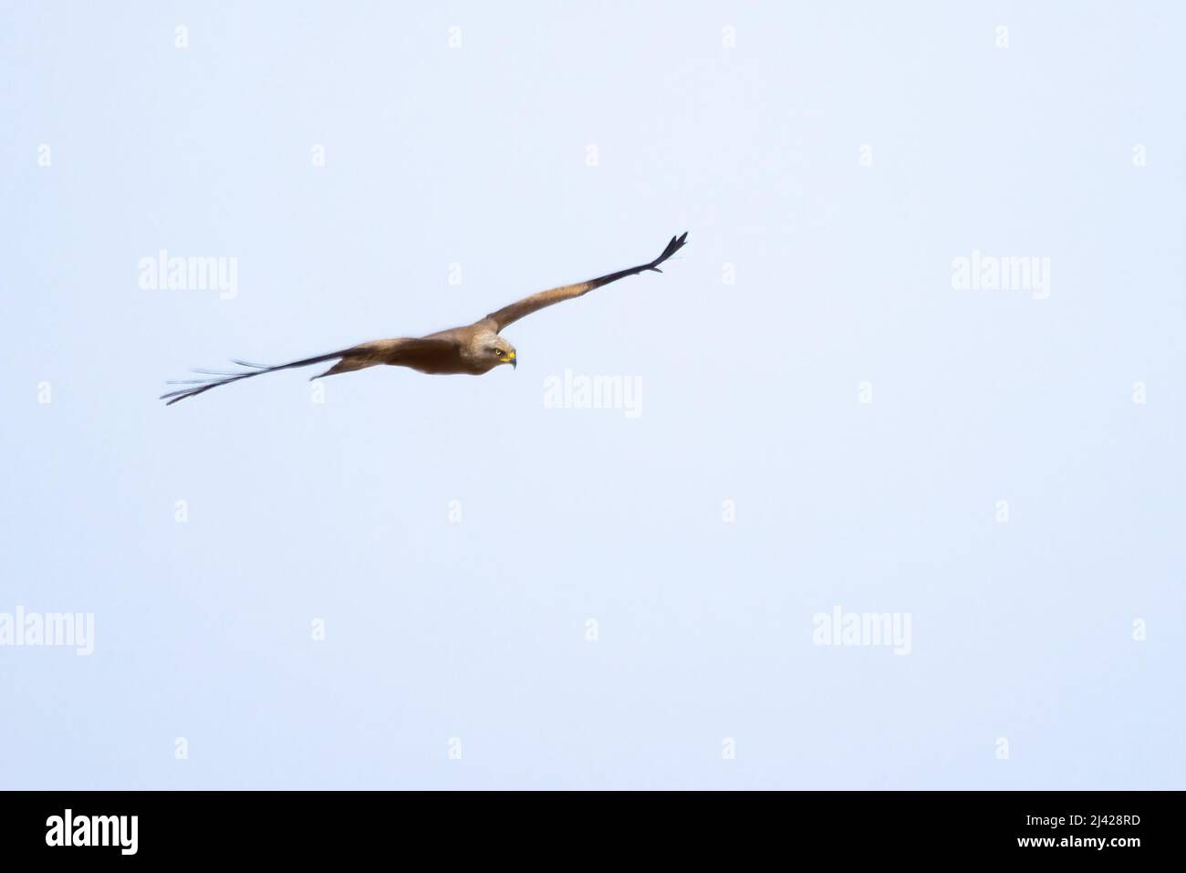 Aquilone rosso (Milvus milvus) arroccato. È un uccello di prede medio-grande della famiglia Accipitridae Foto Stock