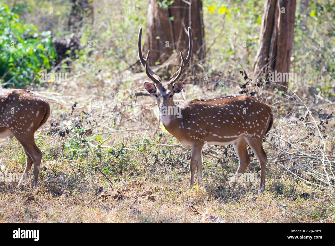 cervi macchiati o cervi vitali o assi in piedi in una foresta Foto Stock