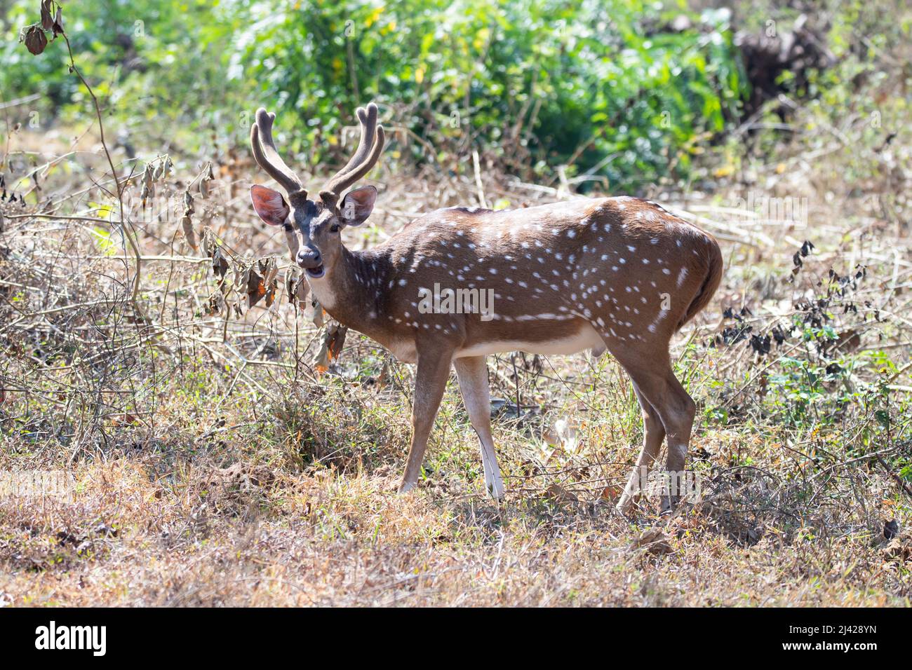 cervi macchiati o cervi vitali o assi in piedi in una foresta Foto Stock
