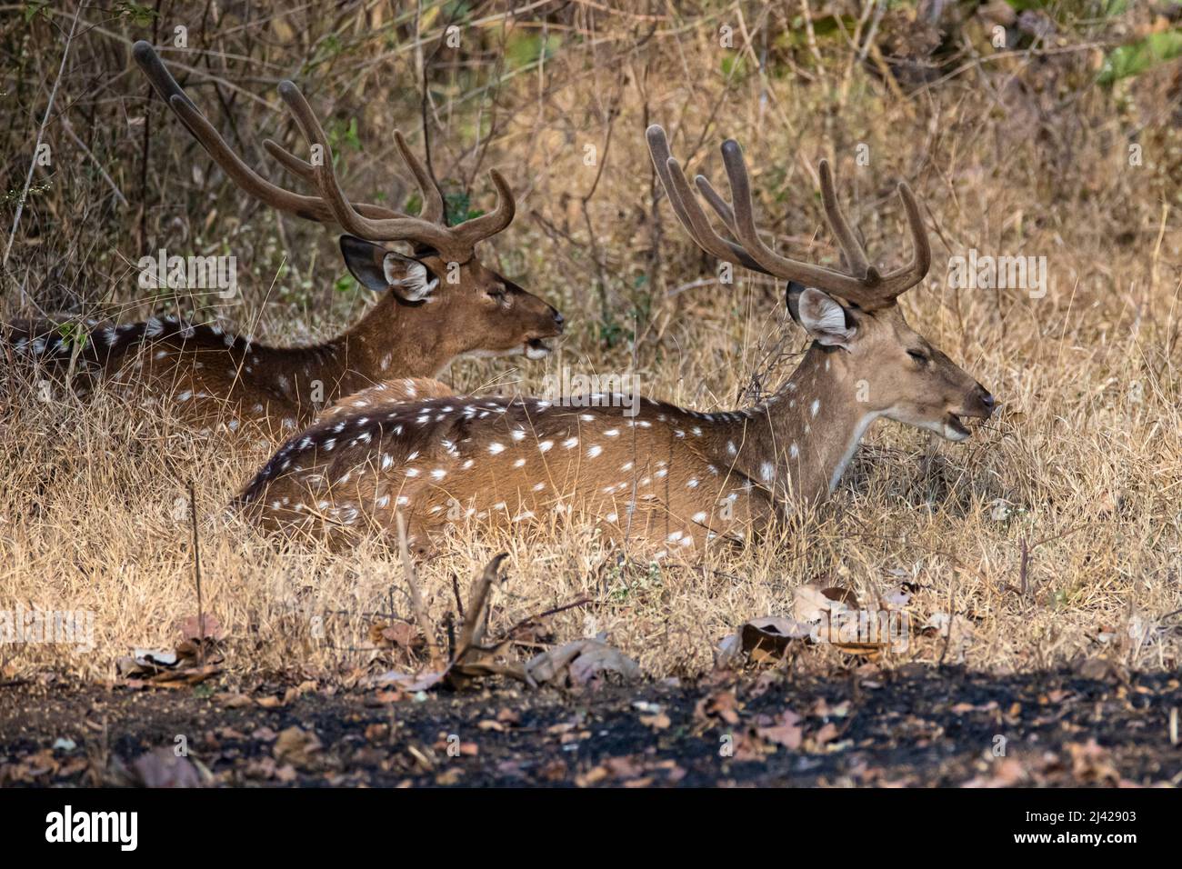 cervi macchiati o cervi vitali o assi che riposano in una foresta Foto Stock