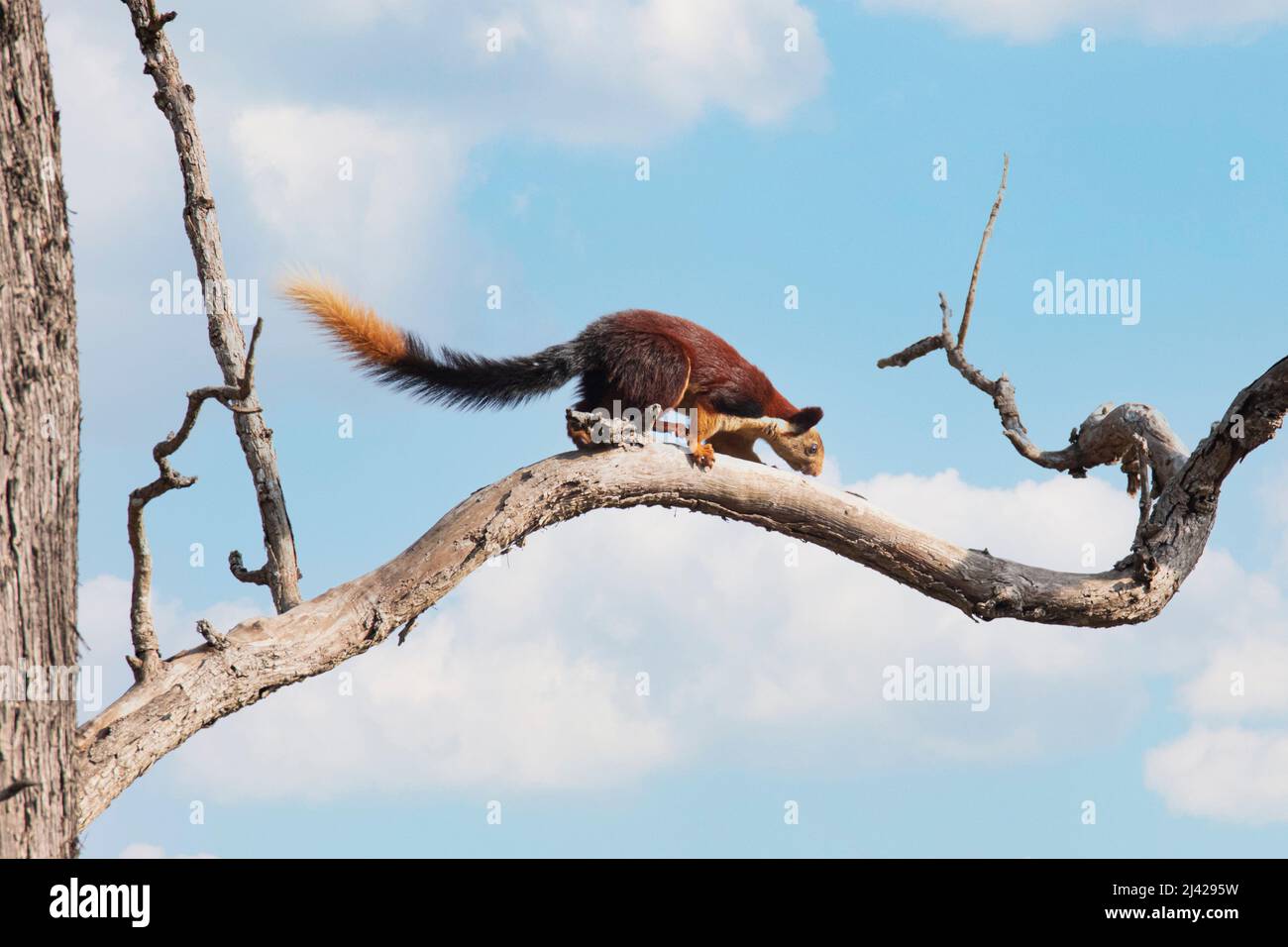 Scoiattolo gigante indiano su un ramo di albero Foto Stock