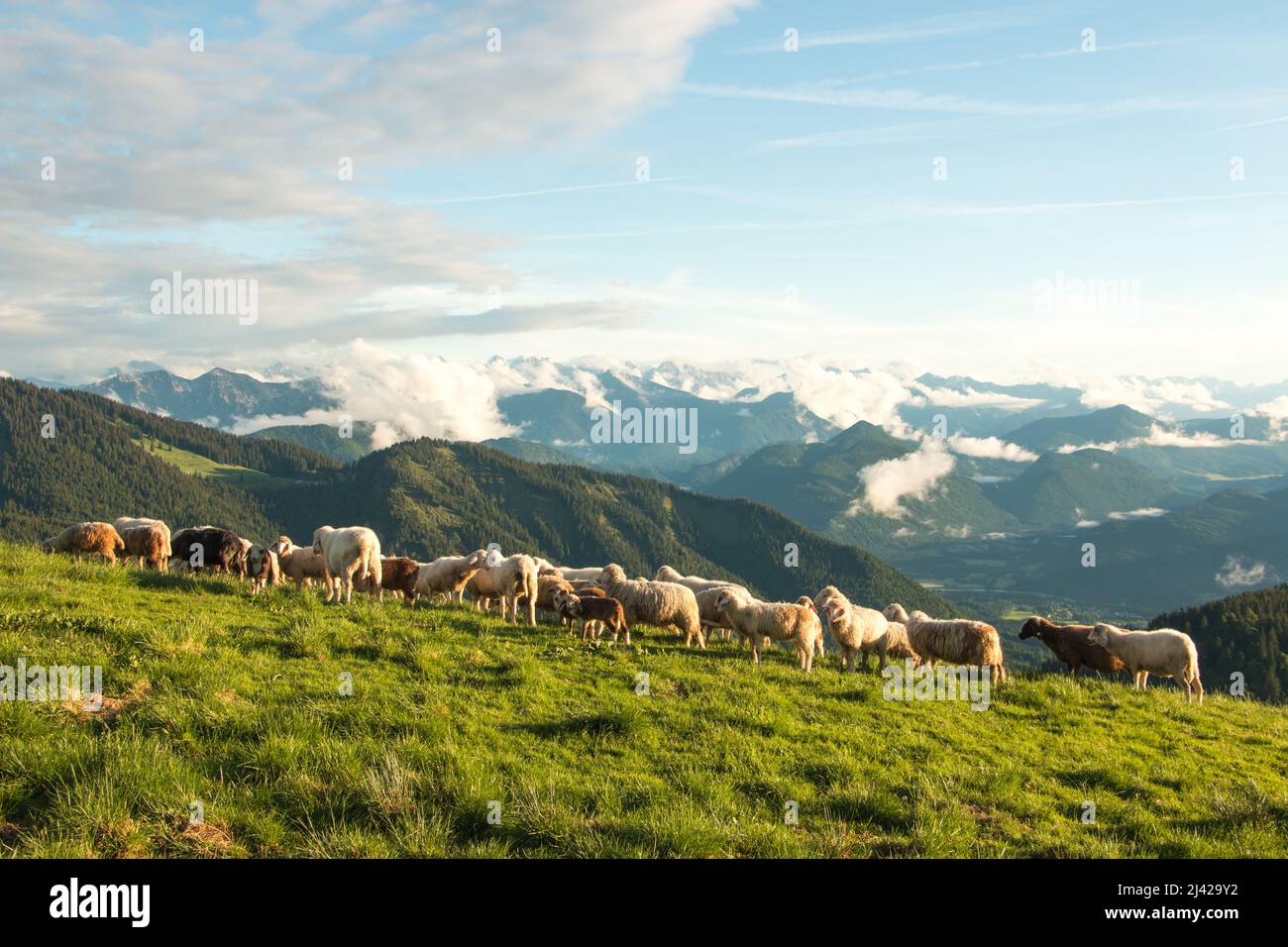 pecora di montagna nelle montagne della baviera. Foto di alta qualità Foto Stock