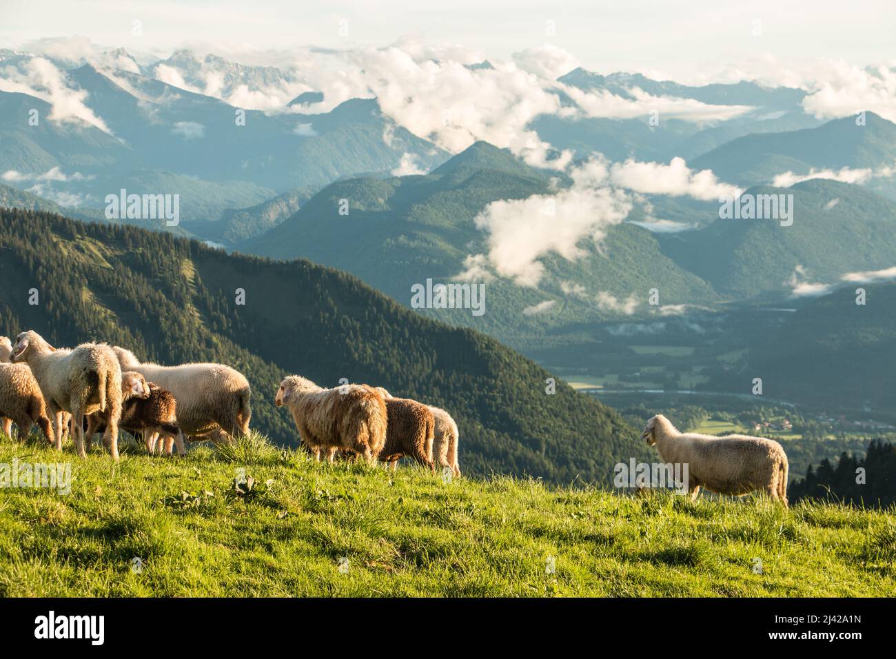 pecora di montagna nelle montagne della baviera. Foto di alta qualità Foto Stock