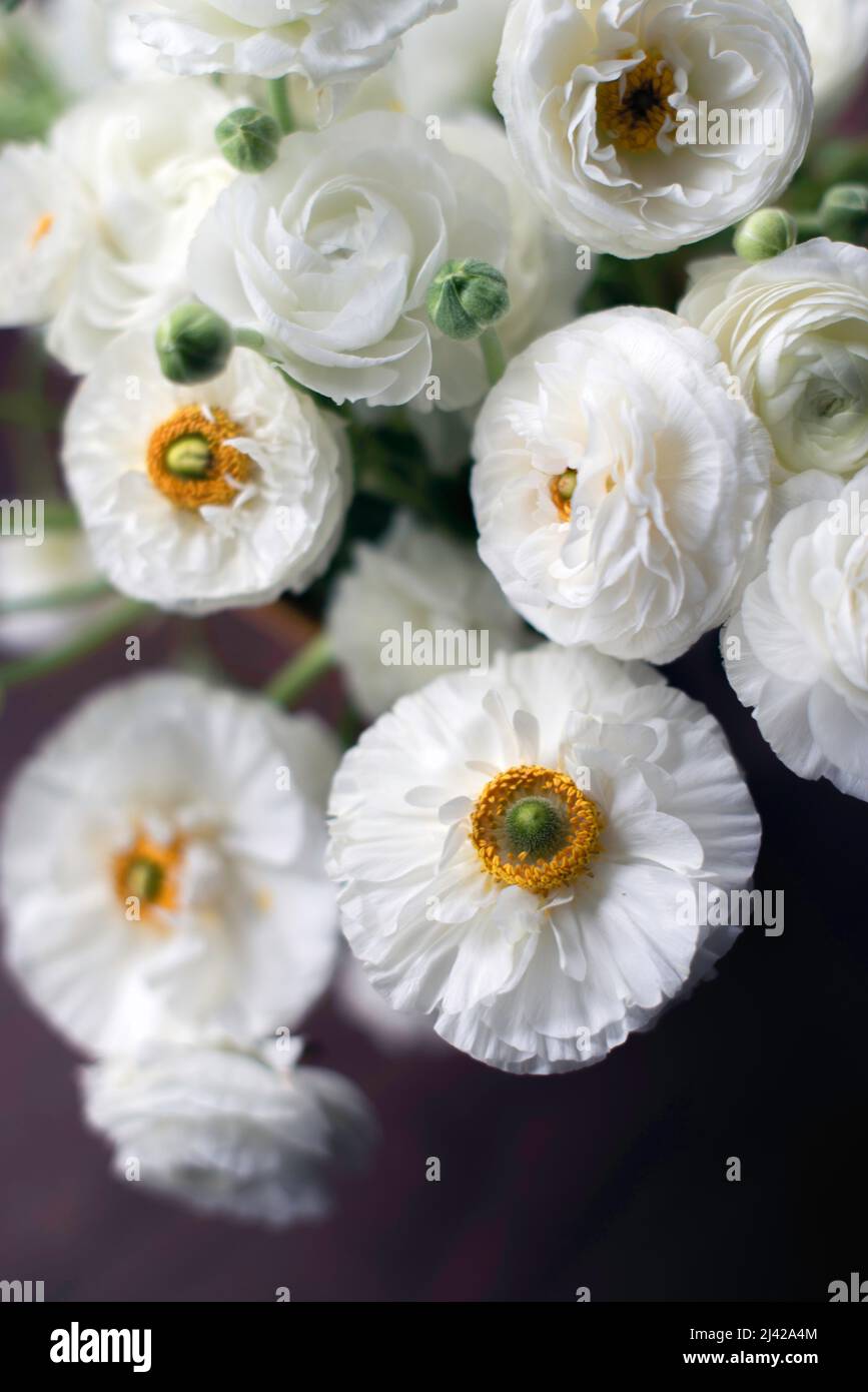 Un bouquet primaverile di freschi fiori di ranuncolo bianco in vaso con luce naturale della finestra. Foto Stock Un bouquet primaverile di freschi fiori di ranuncolo bianco in vaso con luce naturale della finestra. Foto Stock