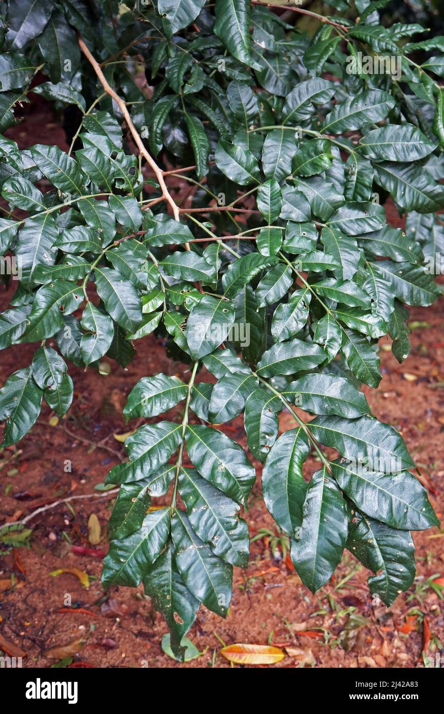 Foglie di verde scuro chiaro sulla foresta pluviale tropicale Foto Stock