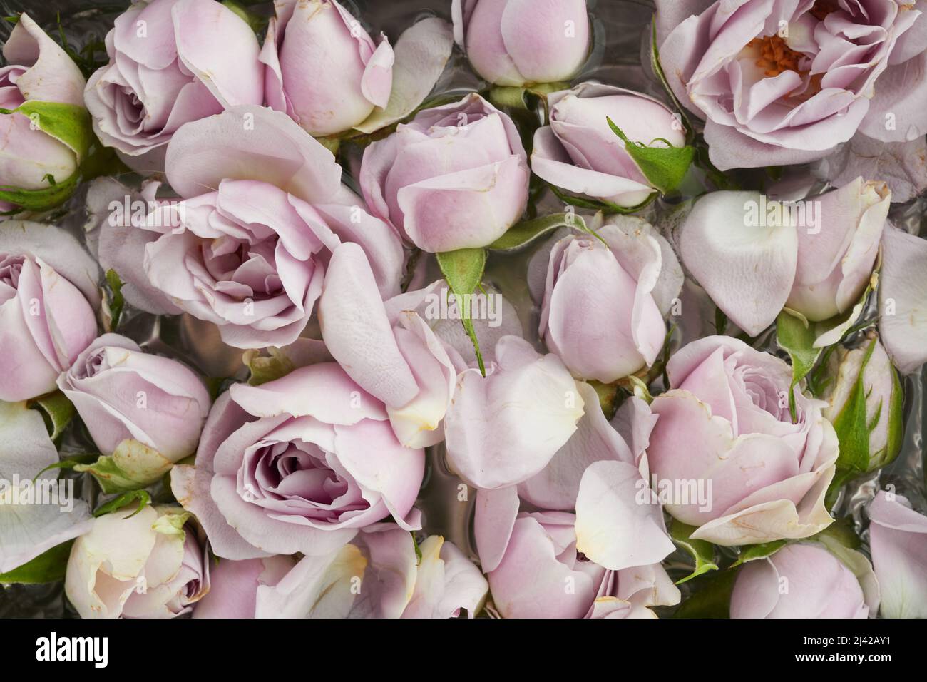 Rosa rose sfondo. Primo piano. Vista dall'alto Foto Stock