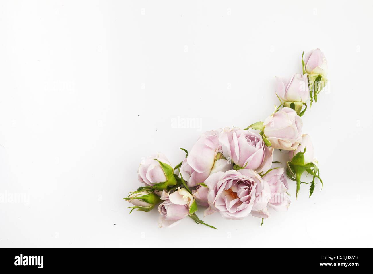 Struttura da rose e petali su sfondo bianco. Disposizione piatta. Foto Stock