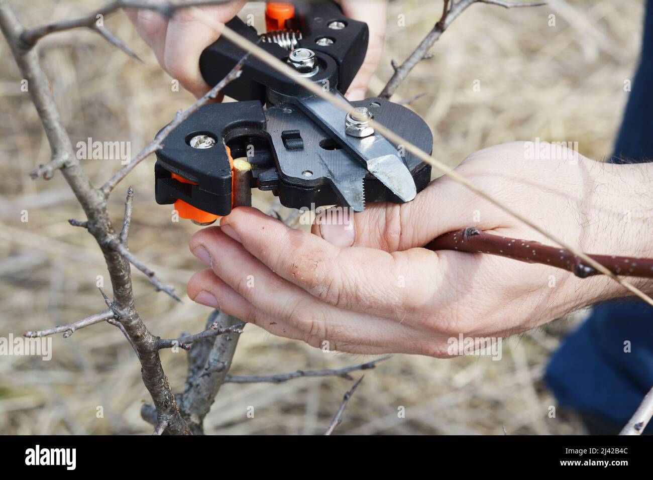 Pere che innestano. Un giardiniere sta tagliando un rootstock su un albero giovane di pera comune usando un attrezzo professionale di innesto per innesti una nuova varietà di pere. Foto Stock
