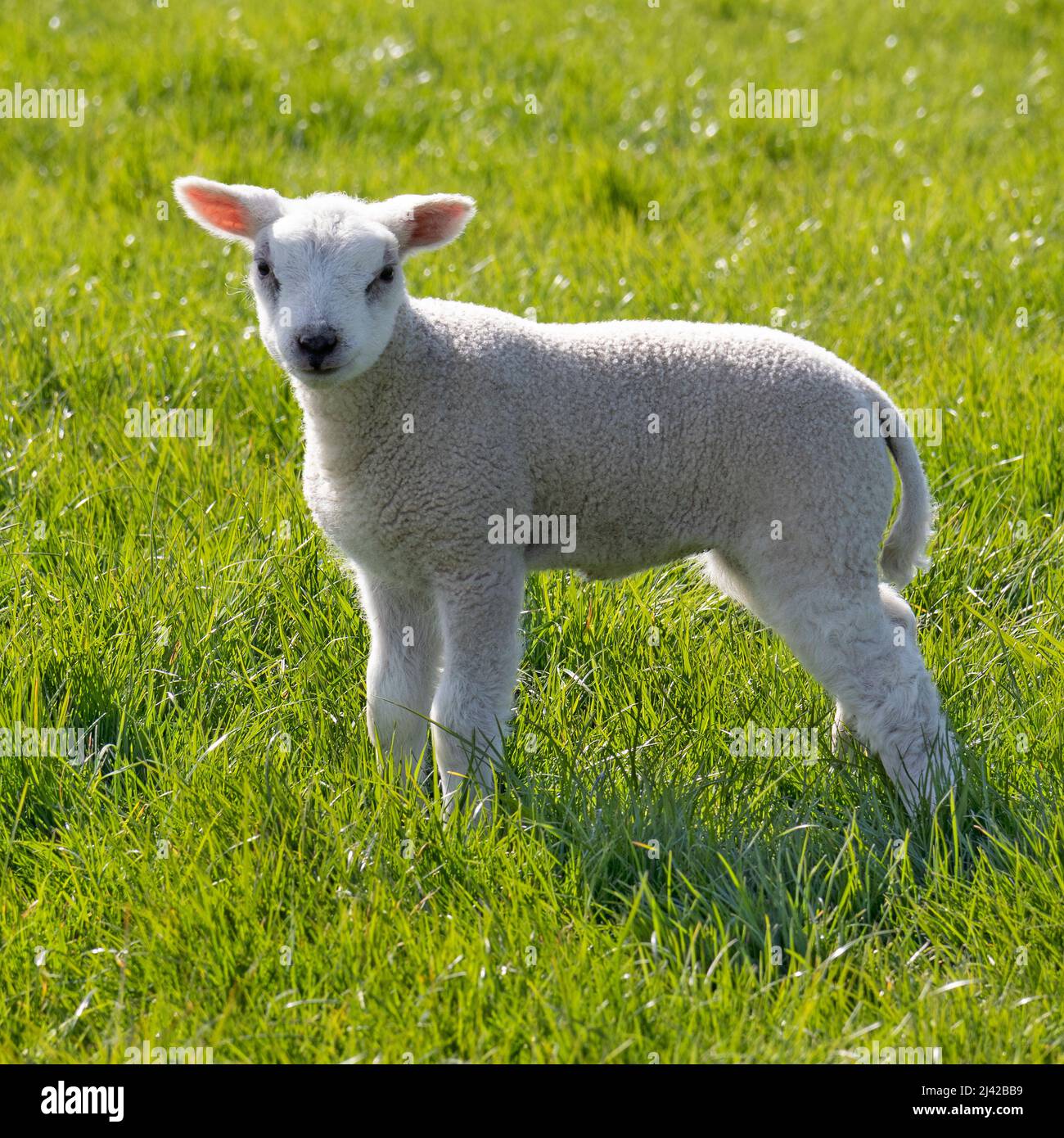 Singolo neonato agnello soffice bianco nel prato Foto Stock