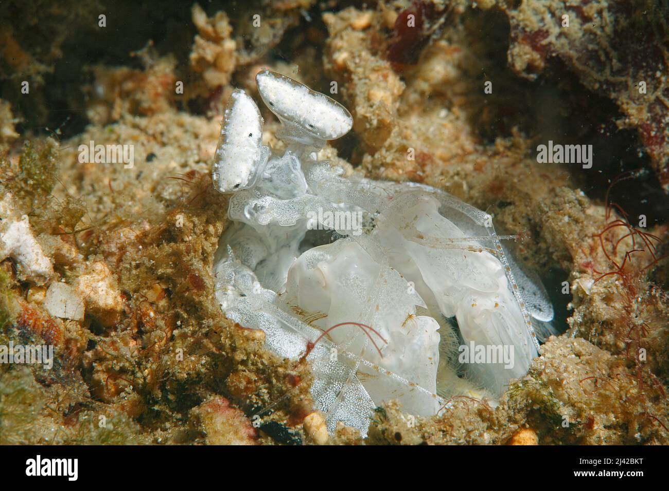 Gamberi di mantis (Lysiosquillina sp.), atollo di Ari, Maldive, Oceano Indiano, Asia Foto Stock