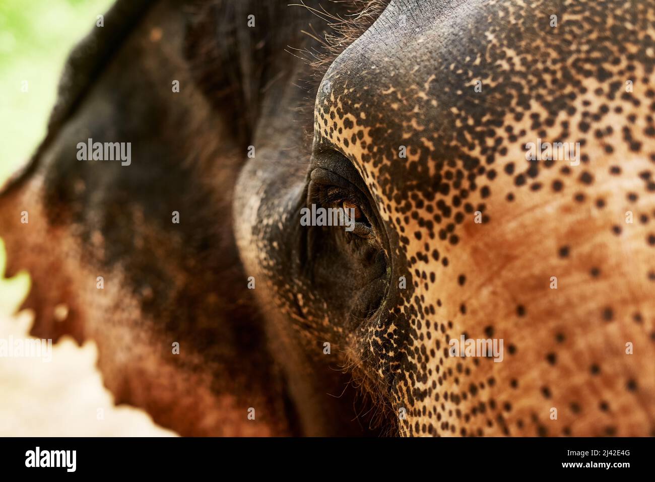 Le meraviglie della fauna selvatica. Primo piano di un elefante asiatico nel suo habitat naturale. Foto Stock