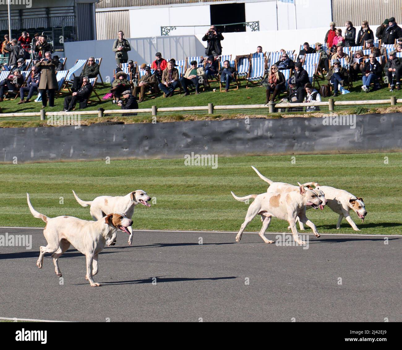 Aprile 2022 - Fox Hounds della caccia al Goodwood Member meeting 79. Foto Stock