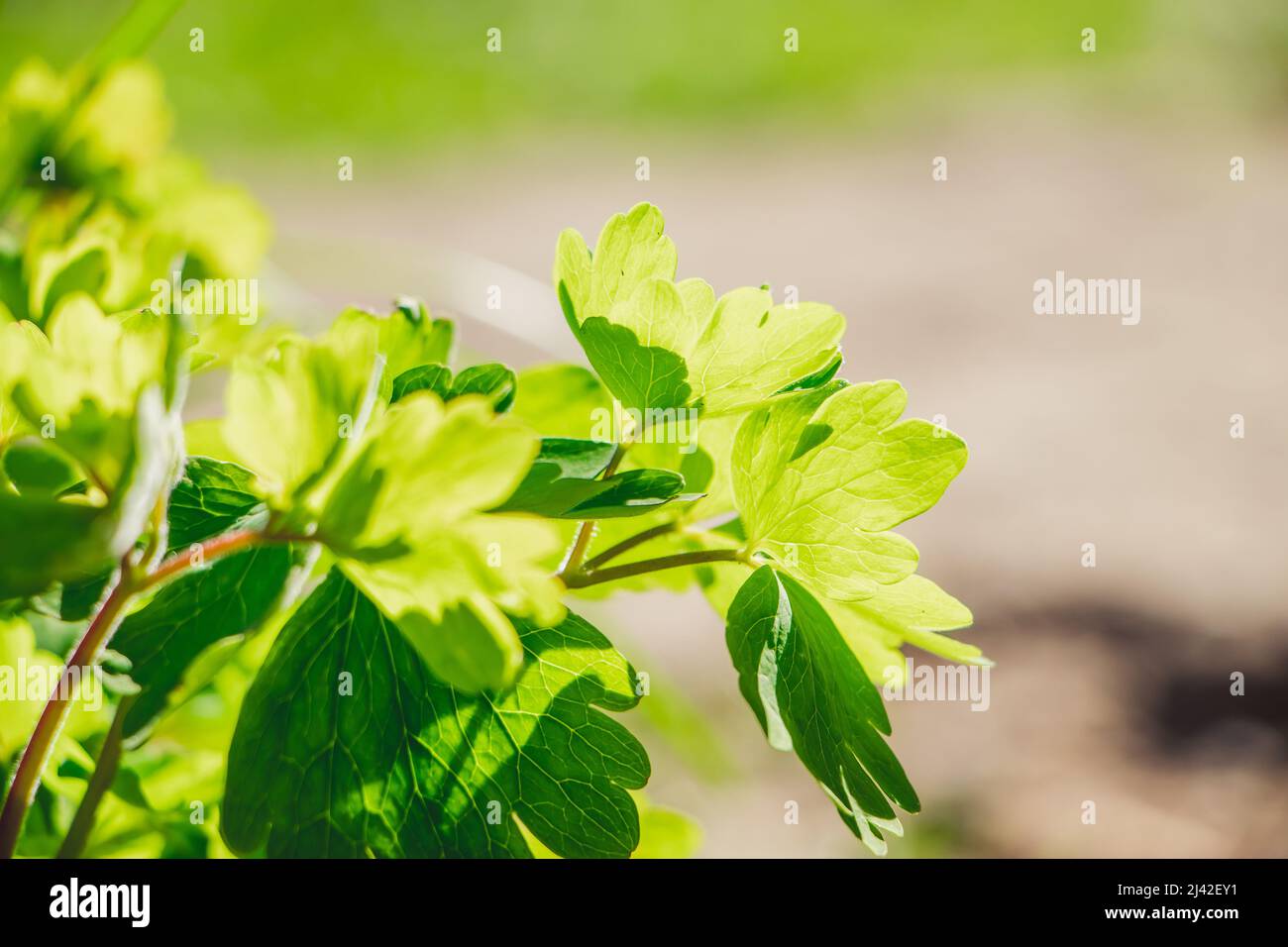 Piantine di fragole da vicino in giardino. Giardinaggio e agricoltura. I primi verdi in primavera. Foto Stock