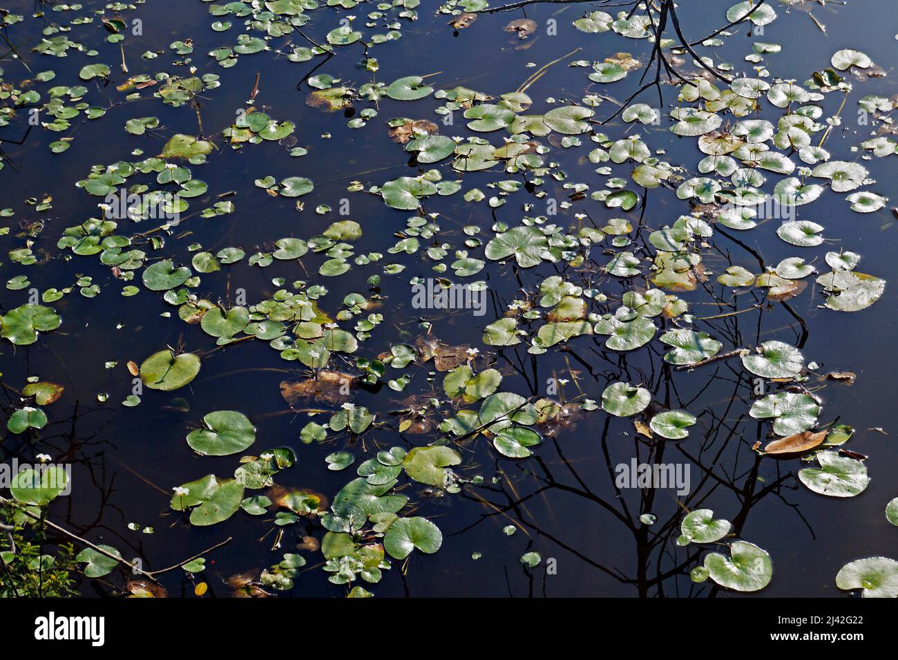 Piante acquatiche (Nymphoides indica) sul lago Foto Stock