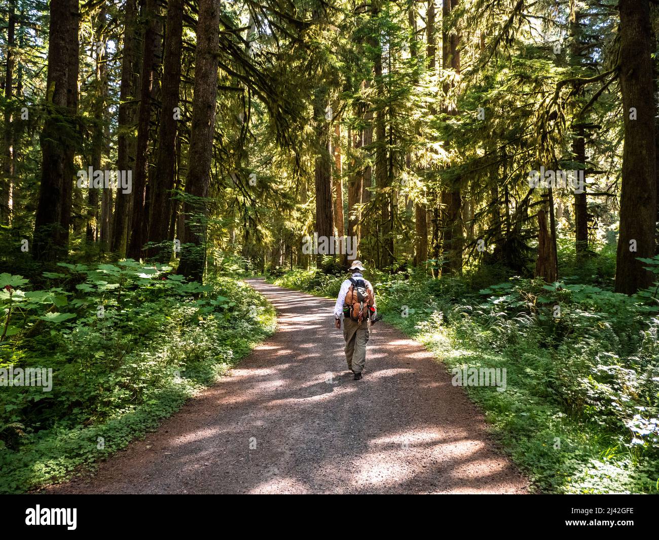 Escursionista maschile nel Pacifico nord-occidentale camminando attraverso una vecchia foresta di crescita Foto Stock