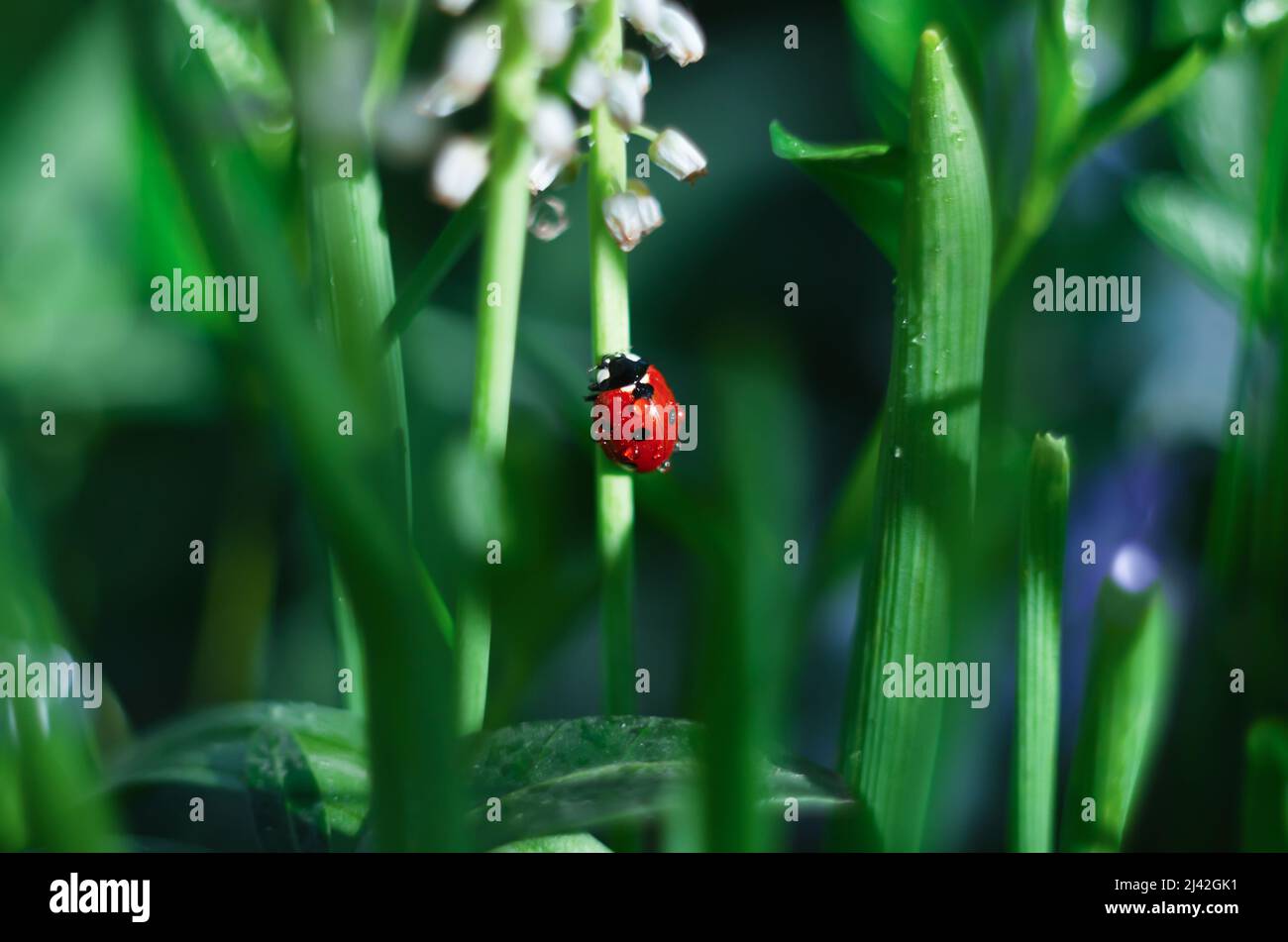 Sfondo naturale non focalizzato di erba verde, e un ladybug strisciando lungo il gambo di un fiore. Messa a fuoco selettiva Foto Stock