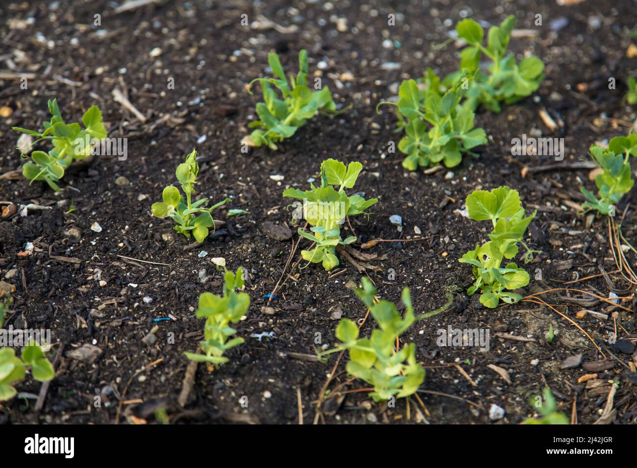 Hurst Greenshaft Pea tira in crescita al RHS Garden Wisley, 2022 aprile Foto Stock