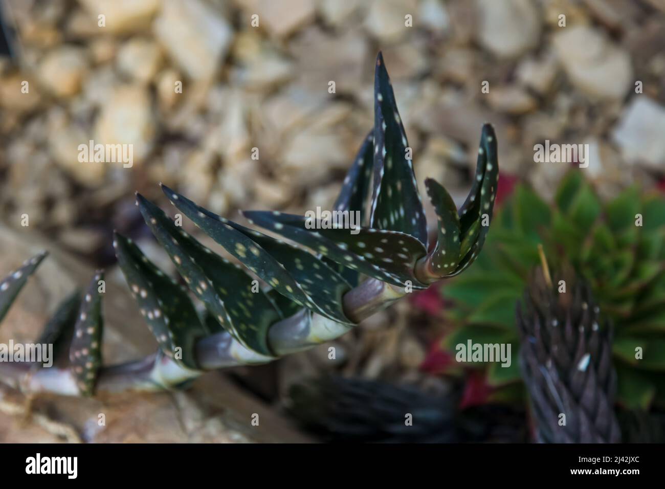 Aloe arenicola (aloe di sabbia o Bont-OT'korrie) un aloe strisciante macchiato, RHS Garden Wisley, Glass House, Surrey, Inghilterra, Regno Unito, 2022 aprile Foto Stock