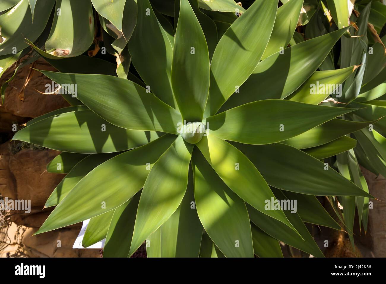 Foxtail o la coda del leone Agave (Agave attenuata) RHS Garden Wisley, Glass House, Surrey, Inghilterra, Regno Unito, 2022 aprile Foto Stock