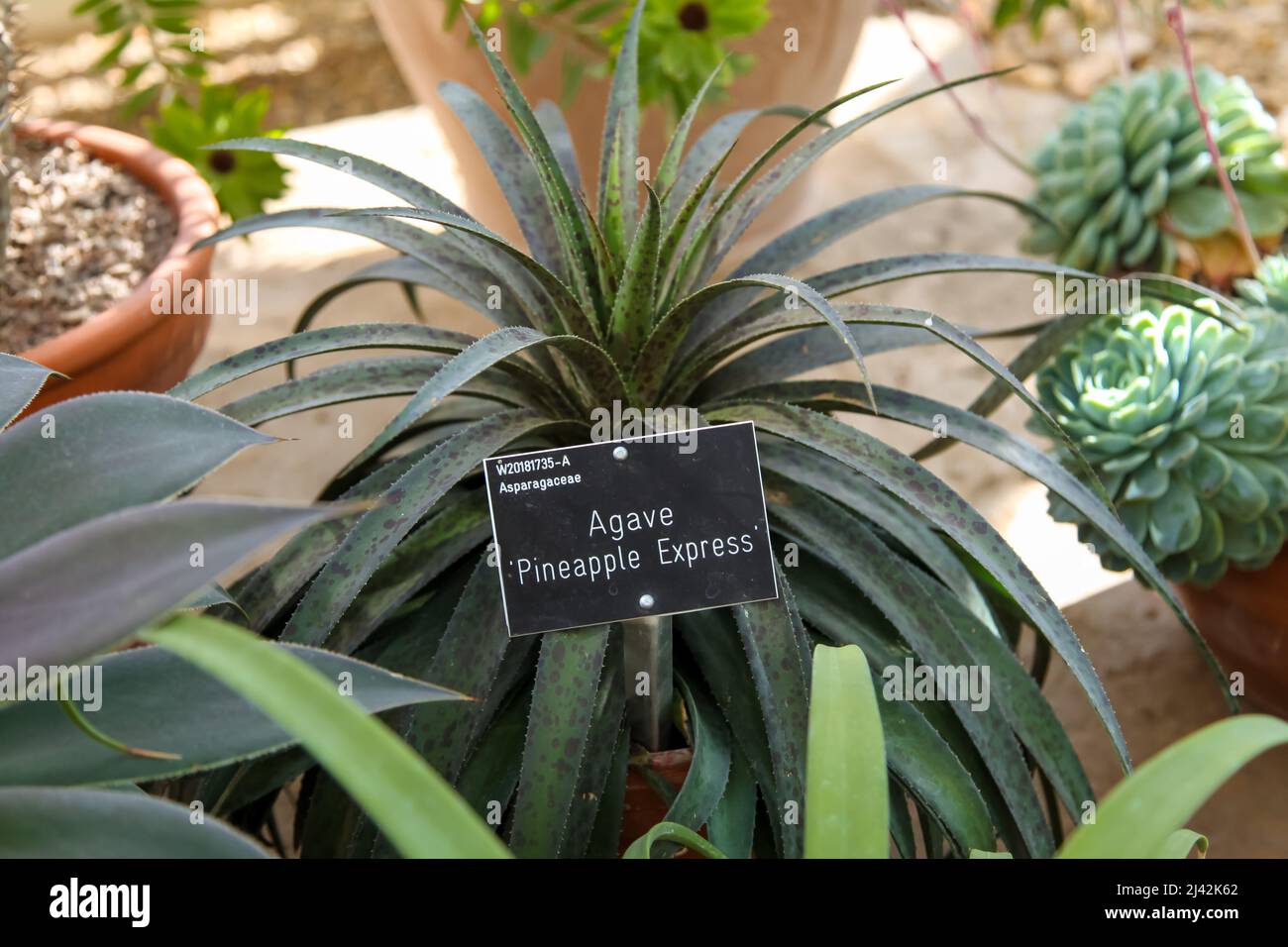 Agave 'Pineapple Express' in vaso presso RHS Garden Wisley, Glass House, Surrey, Inghilterra, Regno Unito, 2022 aprile Foto Stock