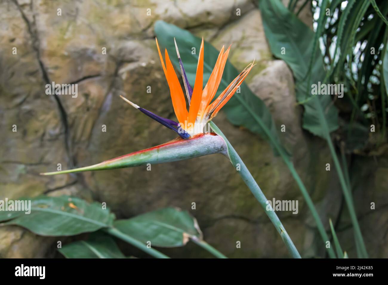 Strelitzia Reginae 'humilis' uccello del fiore del Paradiso, RHS Garden Wisley, Glass House, Surrey, Inghilterra, Regno Unito, 2022 aprile Foto Stock