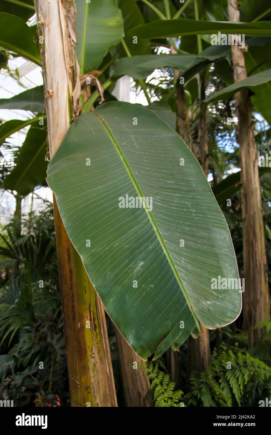 Ensete ventricosum «maurelii» (banana nera etiope) primo piano delle foglie RHS Garden Wisley, Glass house, Surrey, Inghilterra, Regno Unito, 2022 aprile Foto Stock