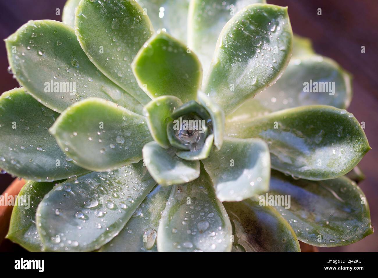 Foglia verde con gocce di pioggia alla luce del sole Foto Stock