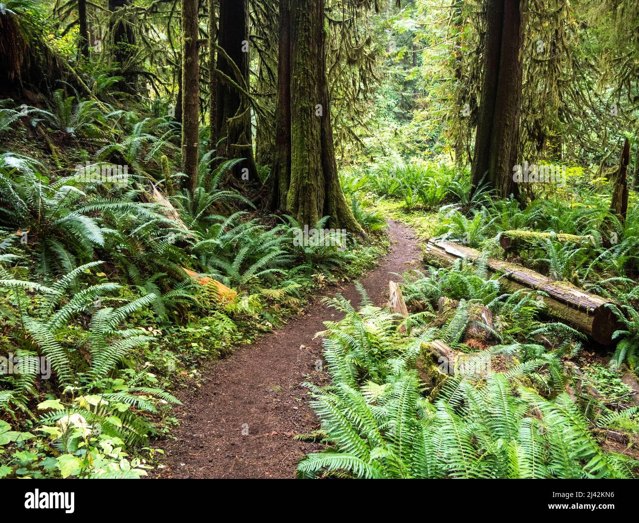 woodland Trail attraverso le felci e la foresta vecchia crescita nel Parco Nazionale Olimpico, Stati Uniti, situato nel Pacifico nord-occidentale Foto Stock