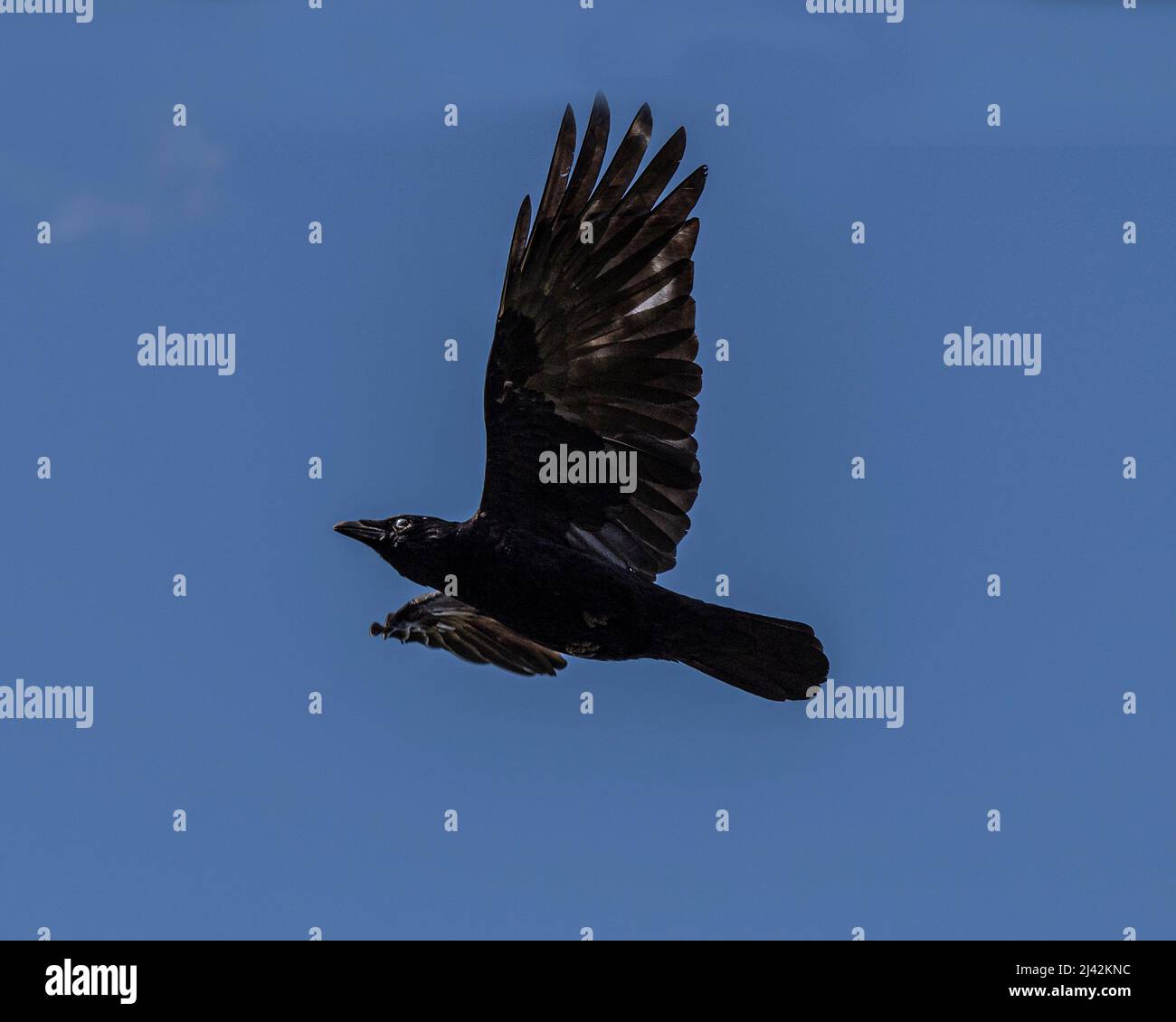 Carrion Crow, Corvus Corone Corone Corone Foto Stock