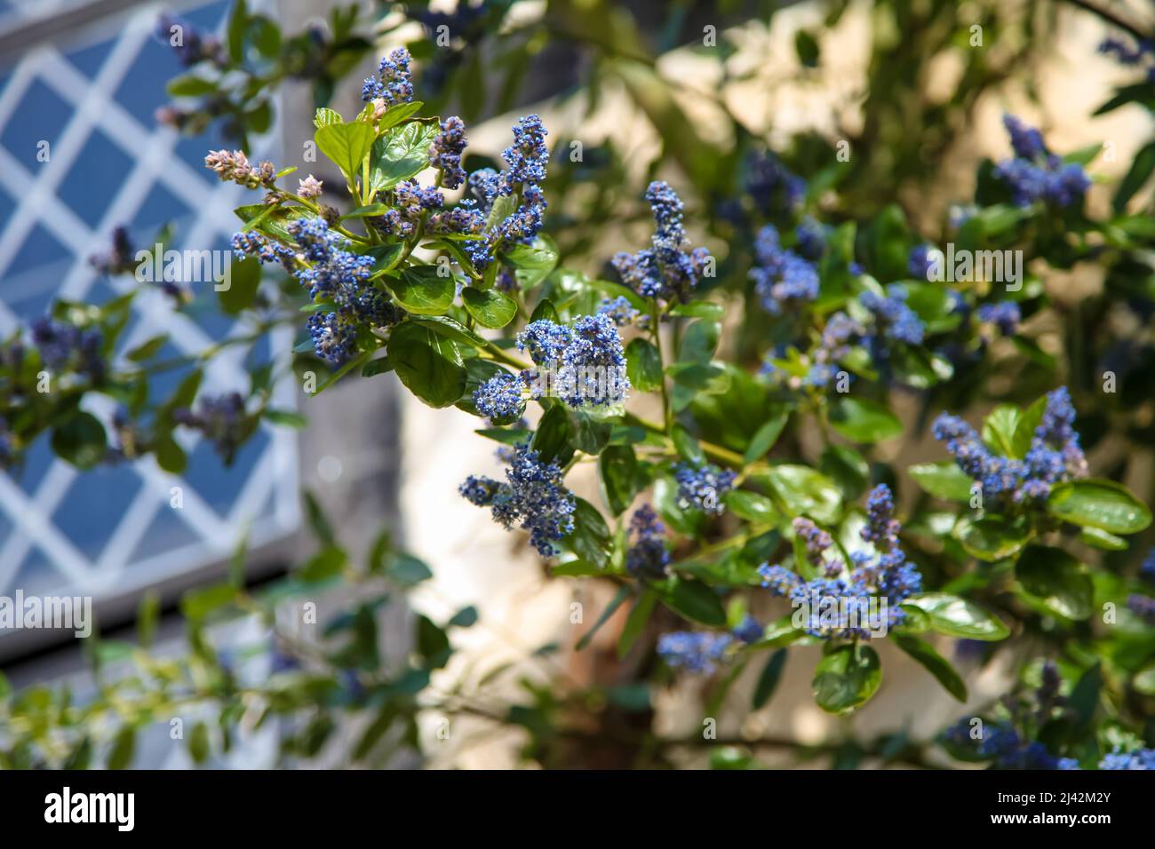 Ceanothus arboreus 'Trewiten Blue' al RHS Garden Wisley, Surrey, Inghilterra, Regno Unito, 2022 aprile Foto Stock