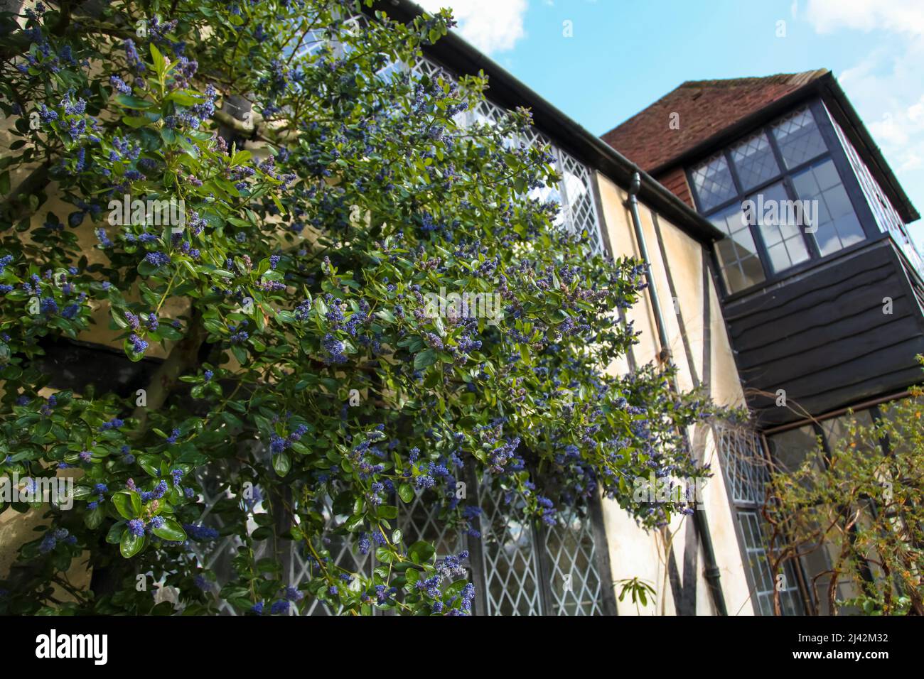 Ceanothus arboreus 'Trewiten Blue' in crescita contro un muro di casa a RHS Garden Wisley, Surrey, Inghilterra, Regno Unito, 2022 aprile Foto Stock