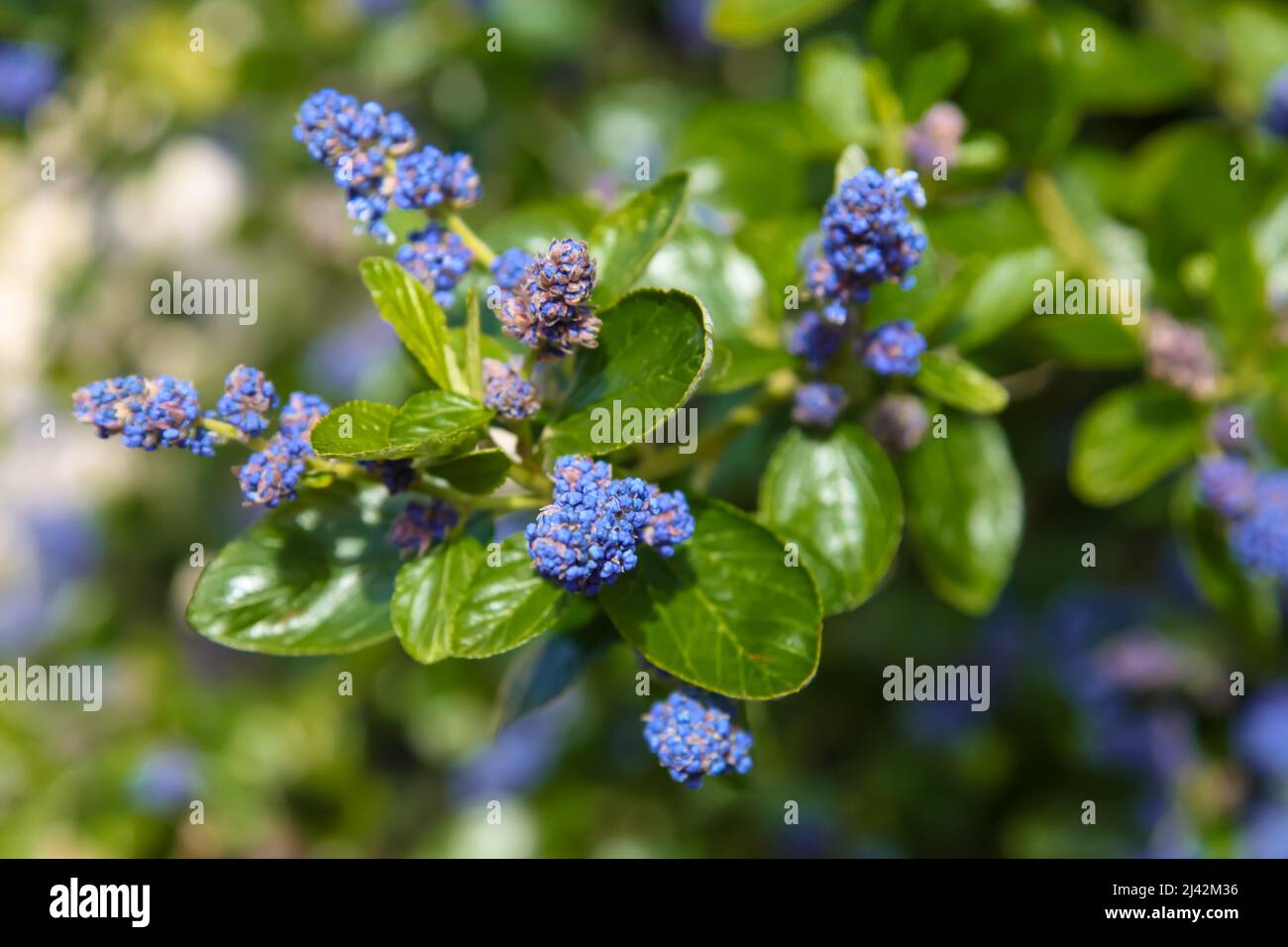 Ceanothus arboreus 'Trewiten Blue' al RHS Garden Wisley, Surrey, Inghilterra, Regno Unito, 2022 aprile Foto Stock