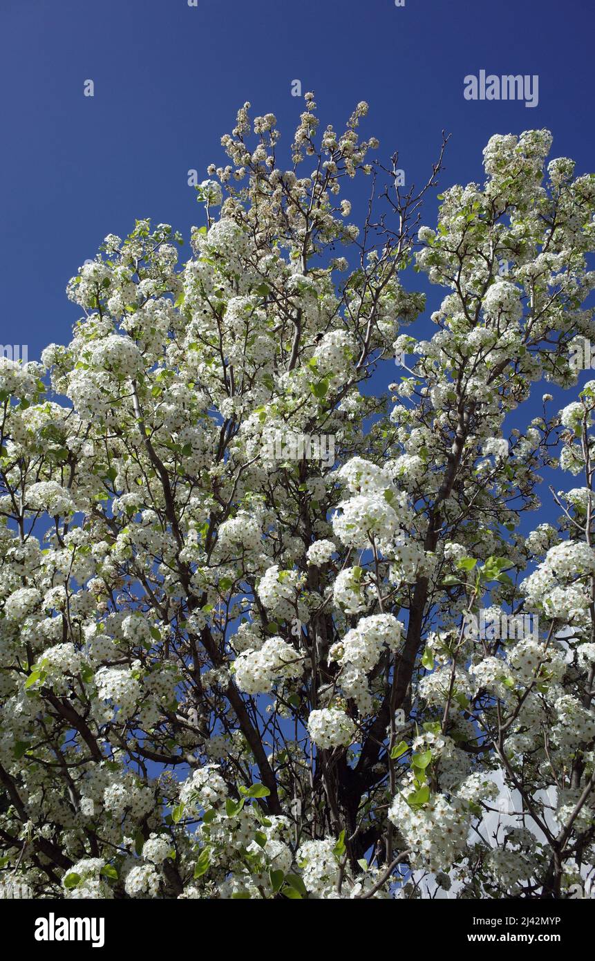 Pera selvatica fioritura Foto Stock
