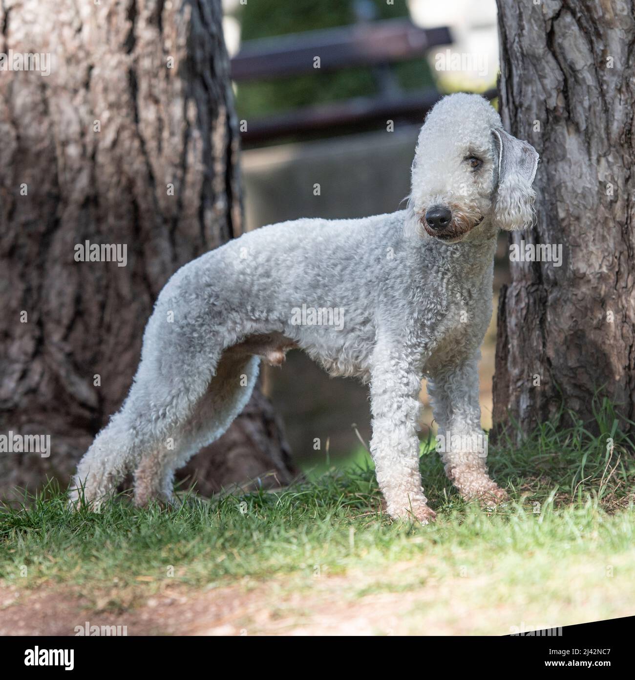 Bedlington Terrier Foto Stock