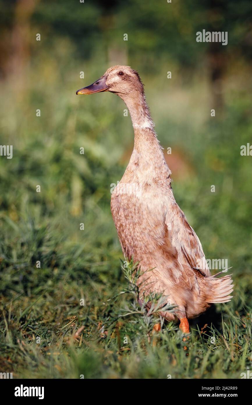 I corridori indiani sono una razza di Anas platyrhynchos domesticus, l'anatra domestica. Si levano in piedi eretti come pinguini e, piuttosto che remare, corrono. Foto Stock