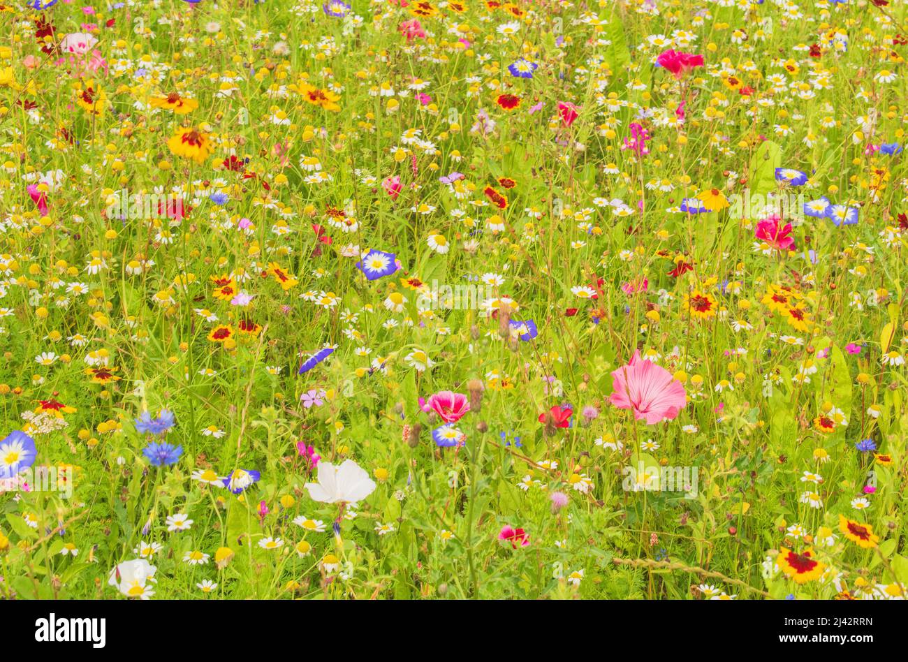 I colori favolosi intorno al Wildflower Meadow Foto Stock