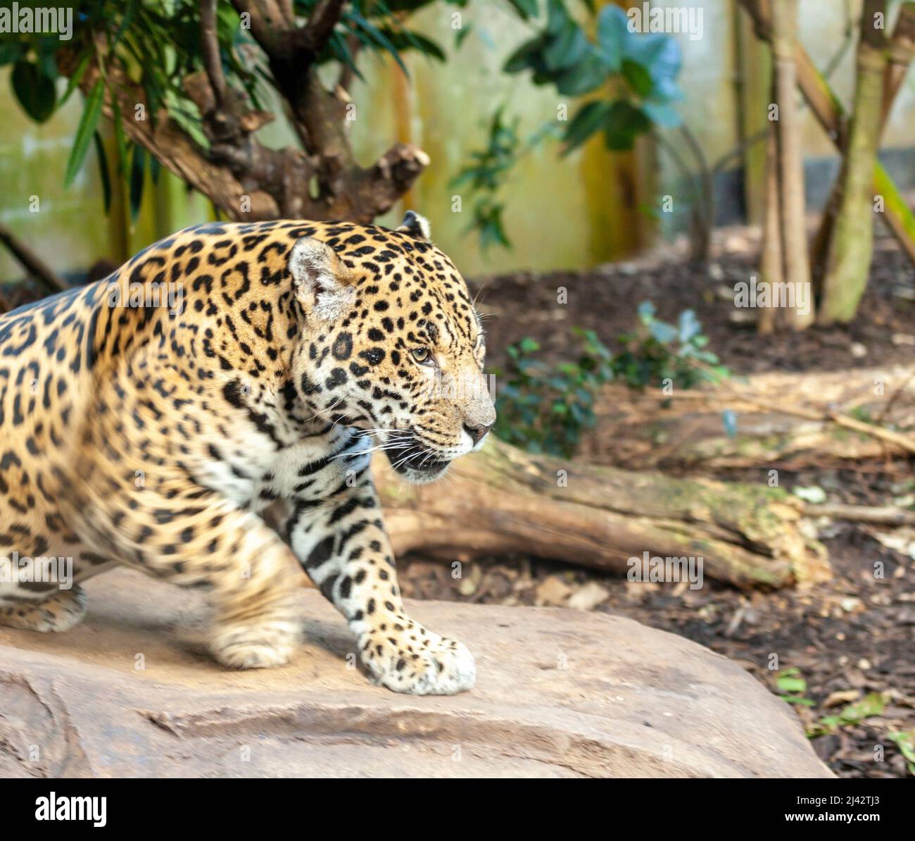 Una Jaguar (Panthera Onca) si trova nel suo recinto al Chester Zoo Foto Stock