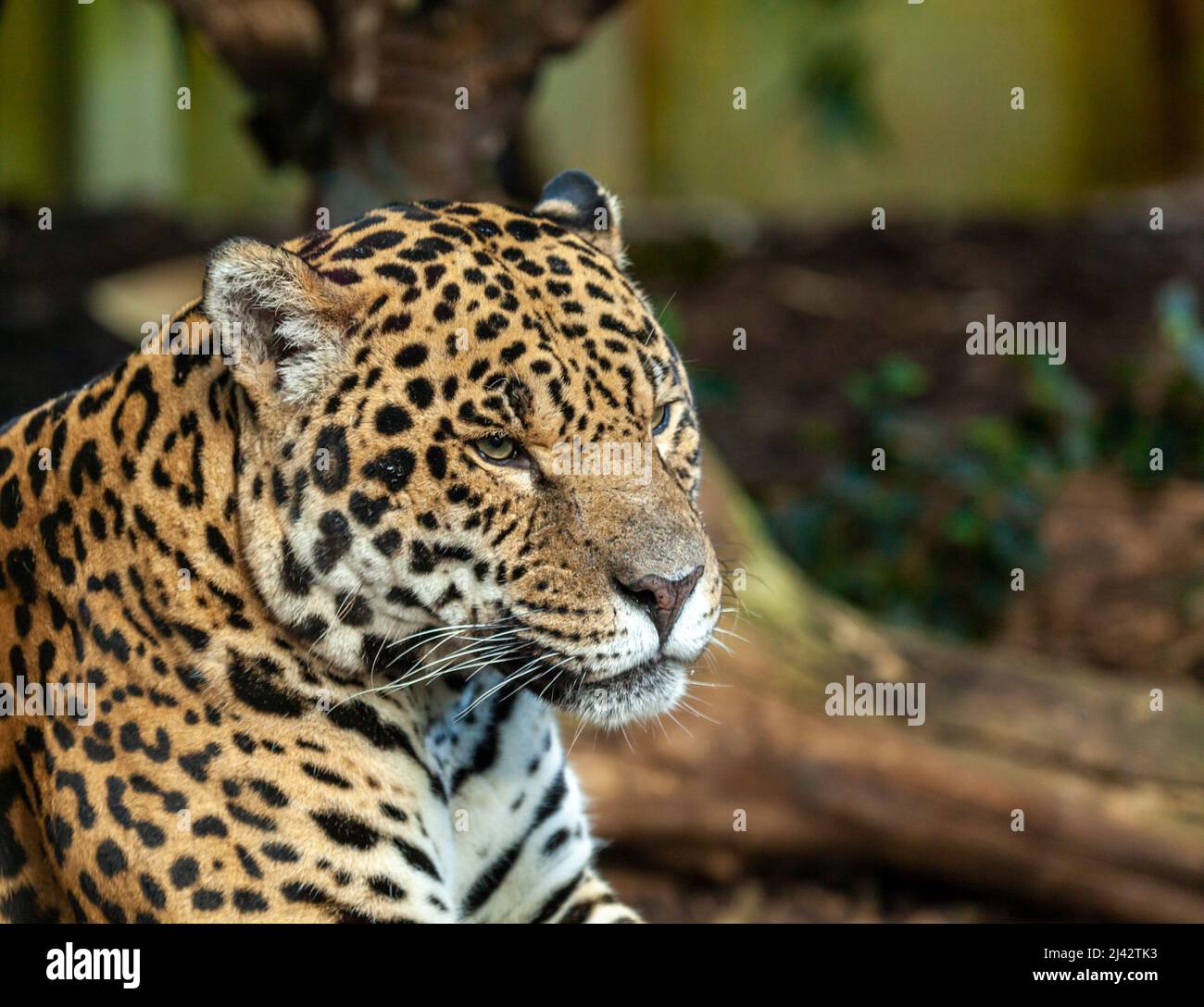 Una Jaguar (Panthera Onca) si trova nel suo recinto al Chester Zoo Foto Stock