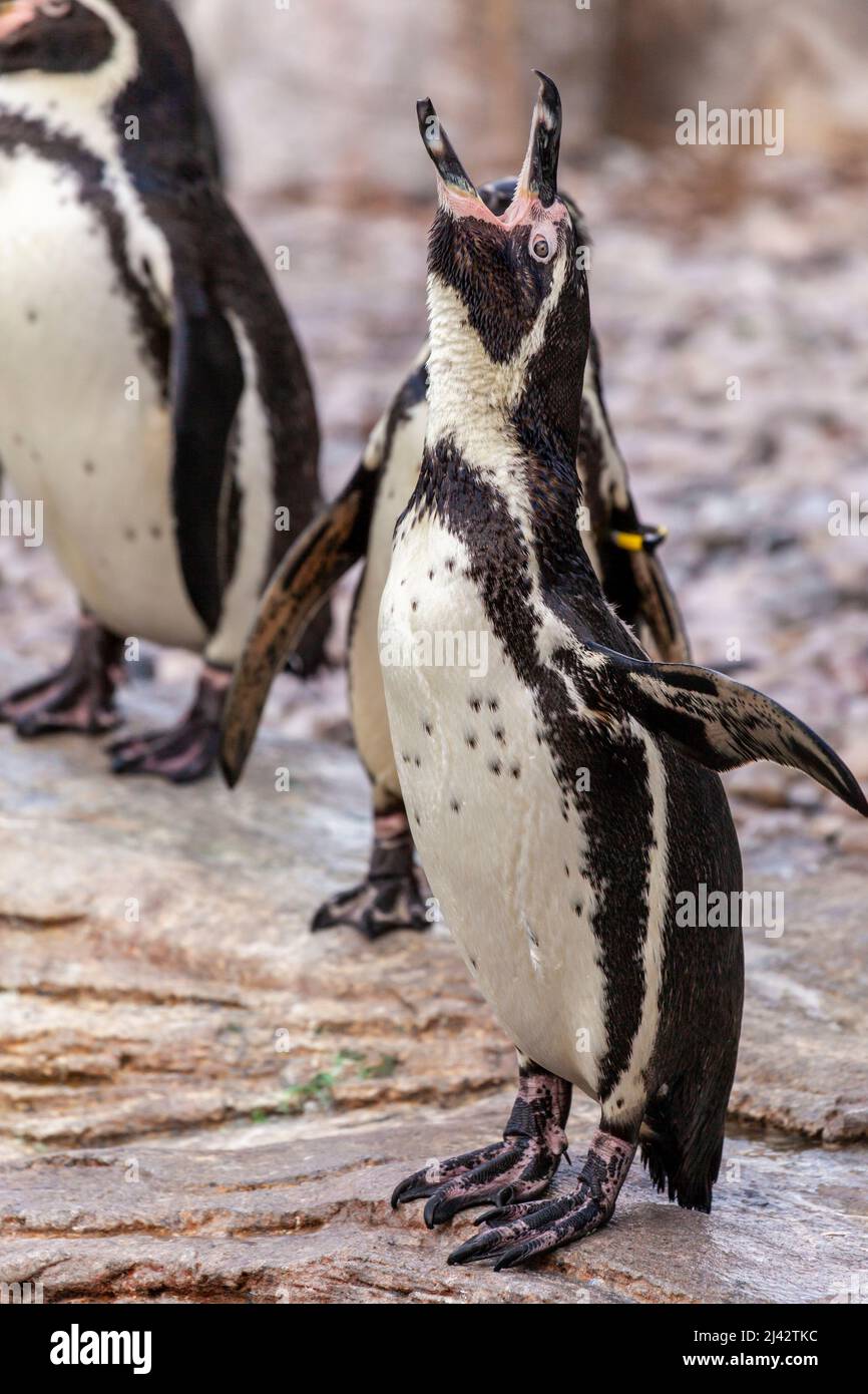 Un pinguino Humboldt si trova nel suo recinto allo zoo di Chester Foto Stock