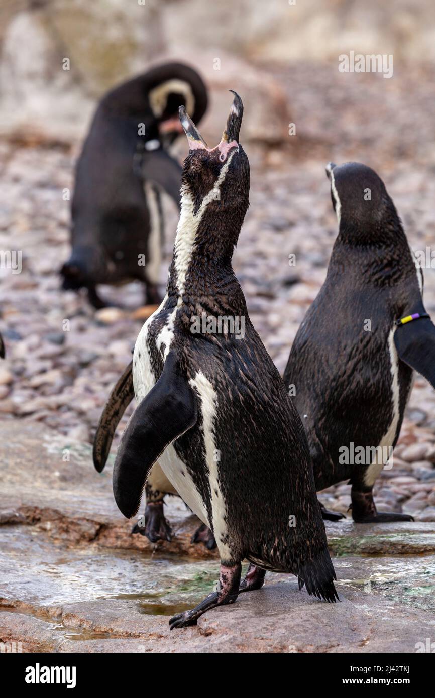 Un pinguino Humboldt si trova nel suo recinto allo zoo di Chester Foto Stock