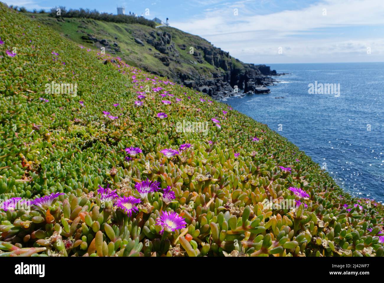 Tappeto viola di dewplant (Disphyma crassifolium) che domina la scogliera costiera, Lizard Point, Cornovaglia, Regno Unito, giugno. Foto Stock