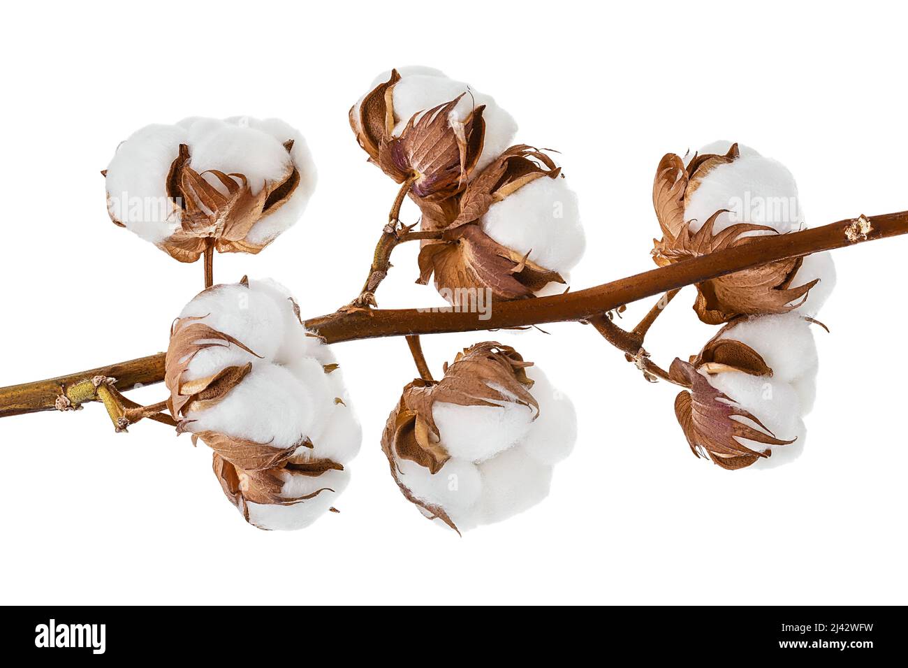 Ramo di fiori di piante di cotone isolato su sfondo bianco con percorso di taglio e profondità di campo completa Foto Stock